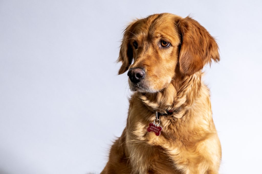 Praline Des Rêves D'Ibiza