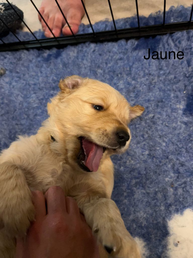 Des Bulles Dorées - Chiots disponibles - Golden Retriever