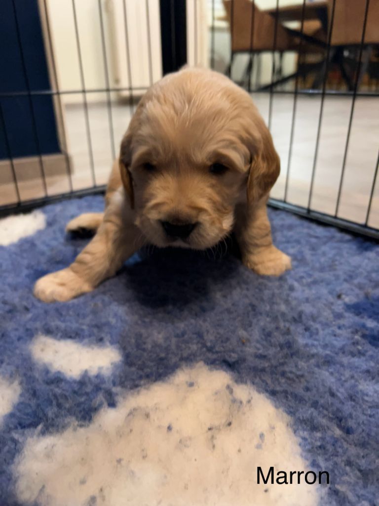 Des Bulles Dorées - Chiots disponibles - Golden Retriever