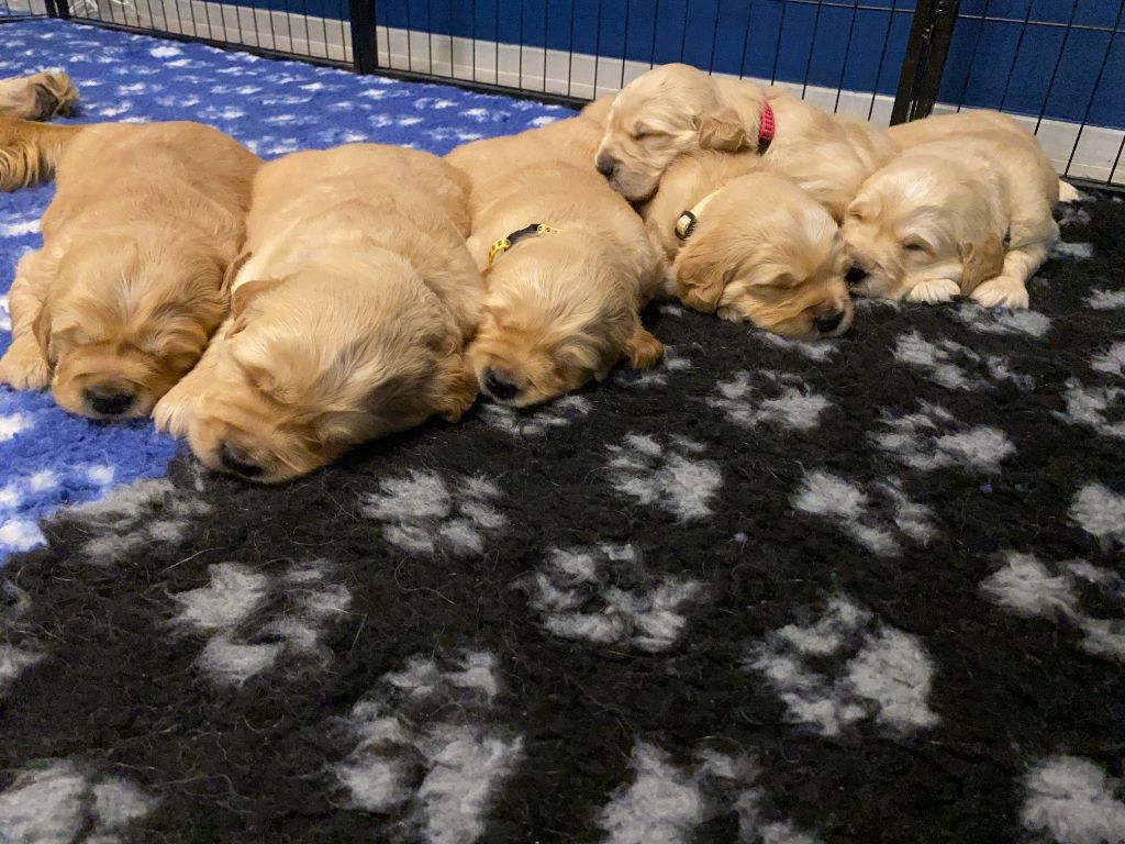 Des Bulles Dorées - Golden Retriever - Portée née le 13/10/2025