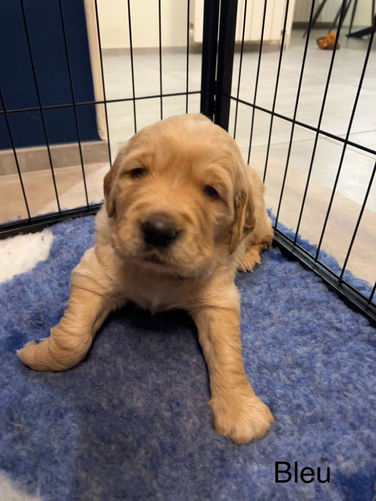 Des Bulles Dorées - Chiots disponibles - Golden Retriever