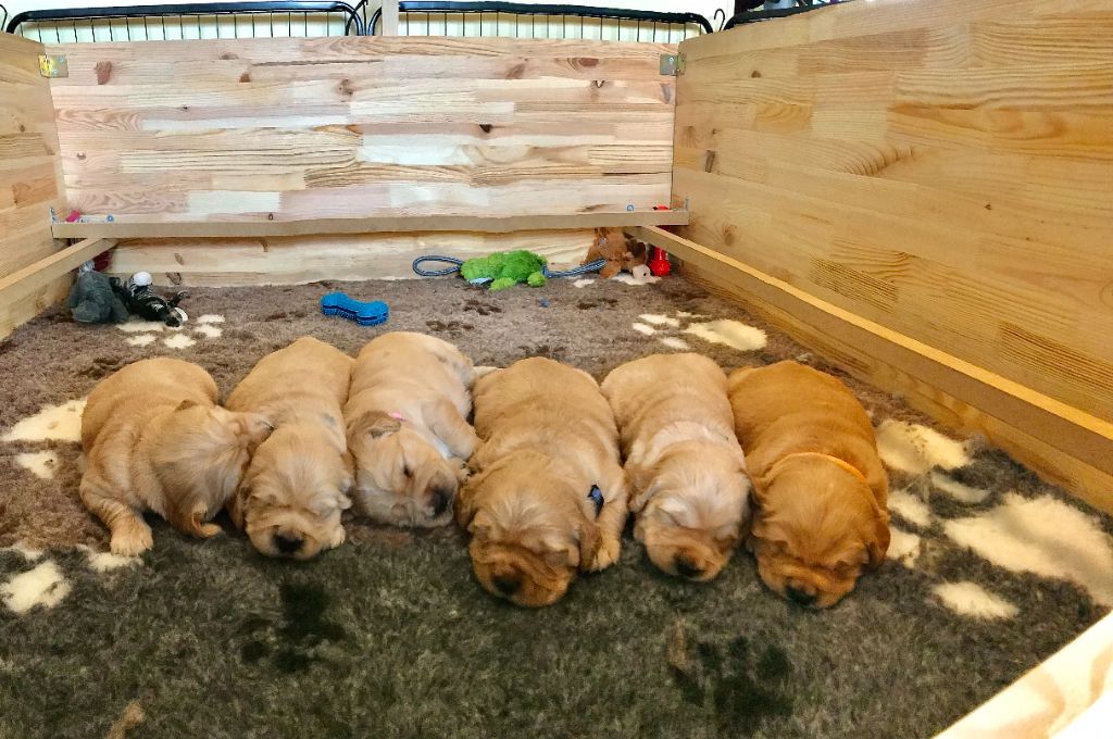 Des Bulles Dorées - Golden Retriever - Portée née le 24/10/2022